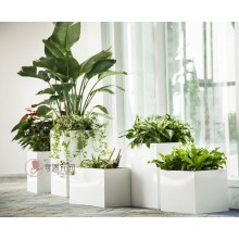 專注室內(nèi)綠植服務(wù)8年，綠植租賃，免費(fèi)養(yǎng)護(hù)，一站式商務(wù)空間